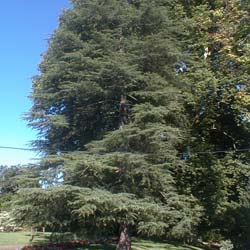 Cèdre de l'Himalaya / Cedrus deodara